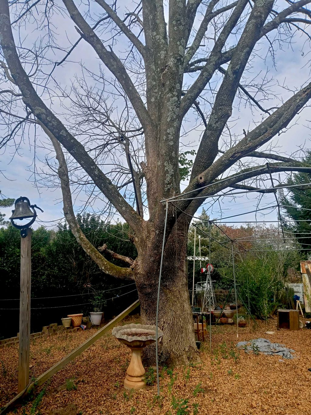 Tree Trimming and Removal