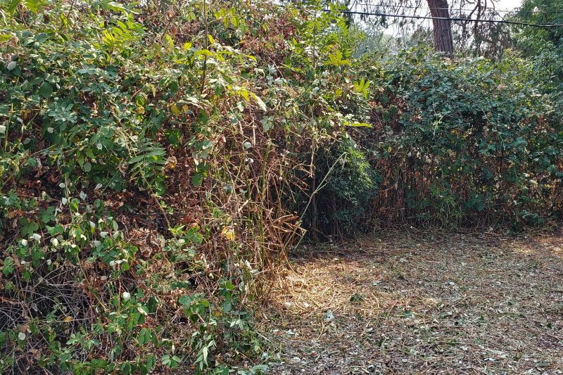 Berry vines: before/after side-by side comparison 