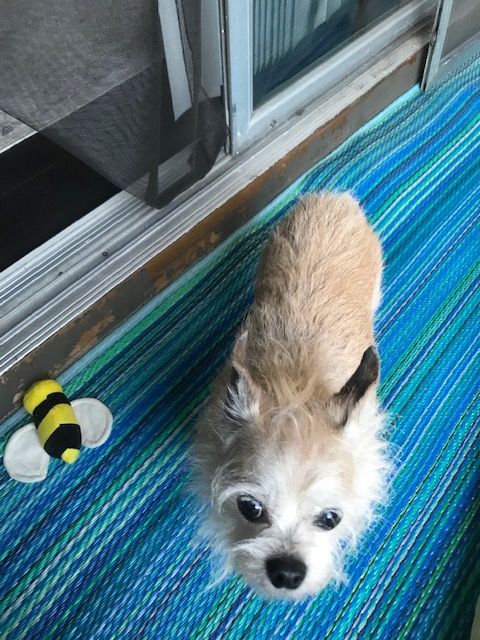 Too cute and a matching personality.