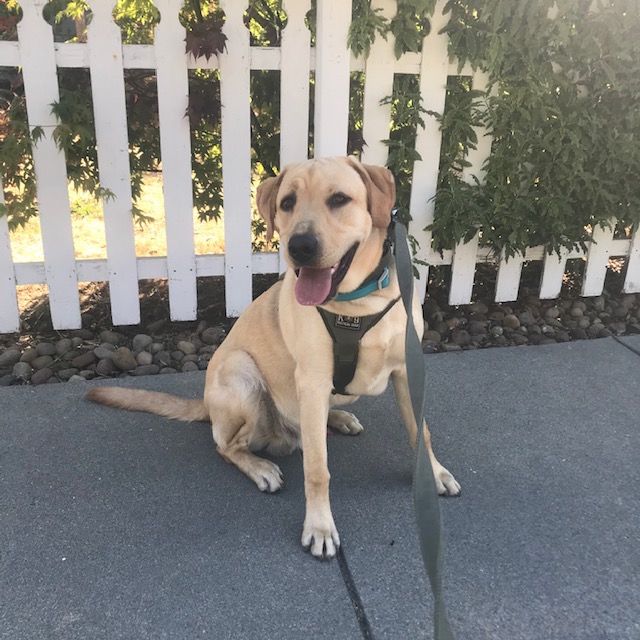 The sweetest 90lb. puppy I ever walked