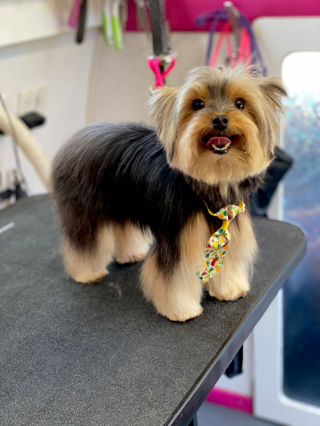 Wiggles And Wags Mobile Dog Spa