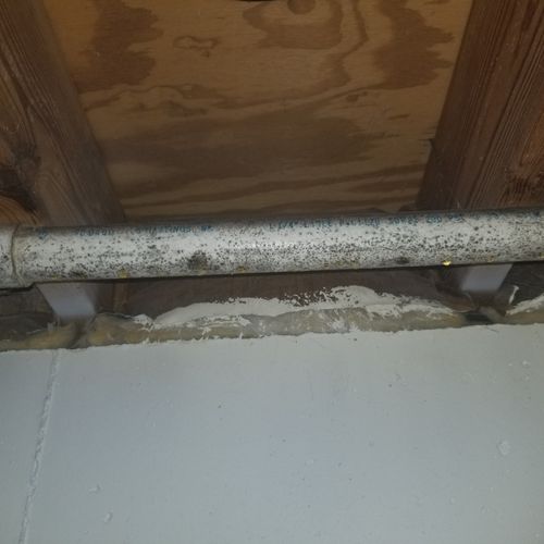 Mold covering drain line