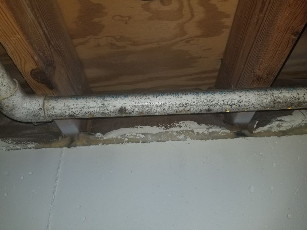 Mold covering drain line