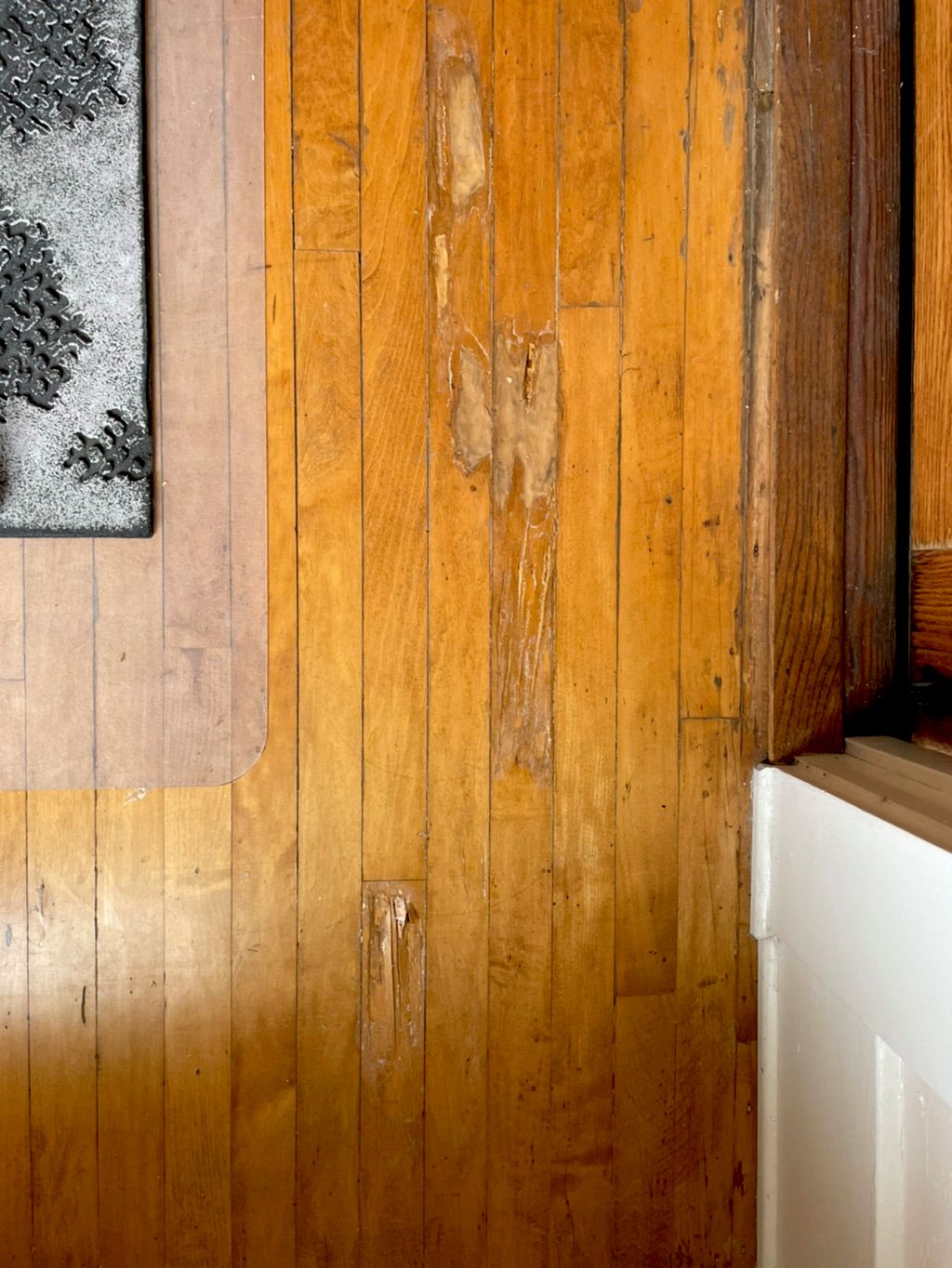 Subterranean termite damage in the flooring of a h