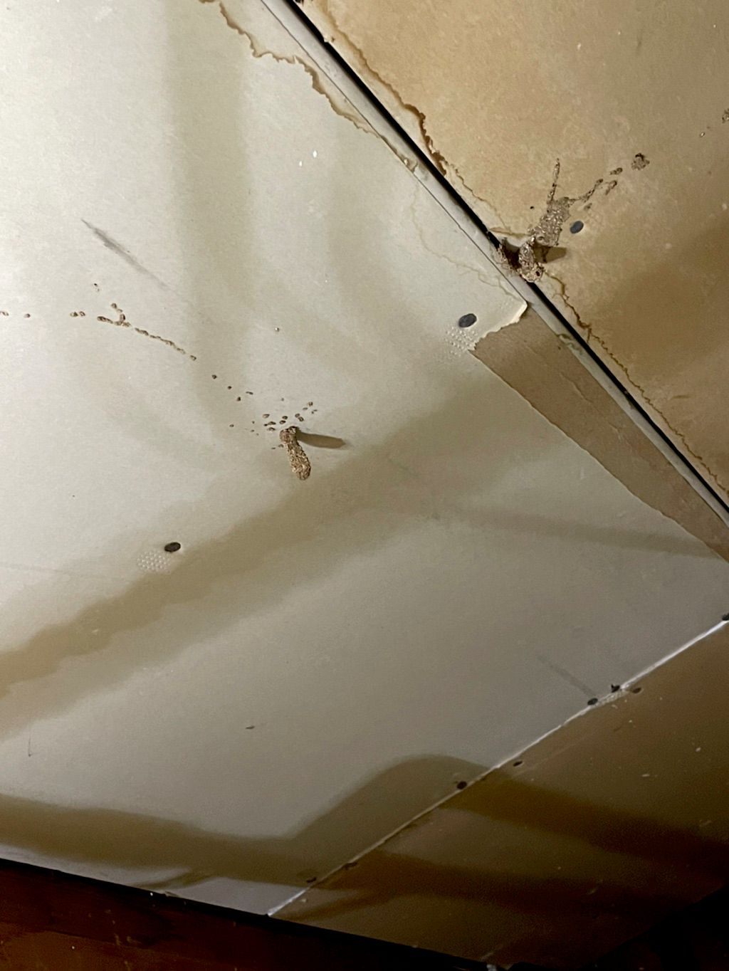 Subterranean mud tubes in a commercial building in