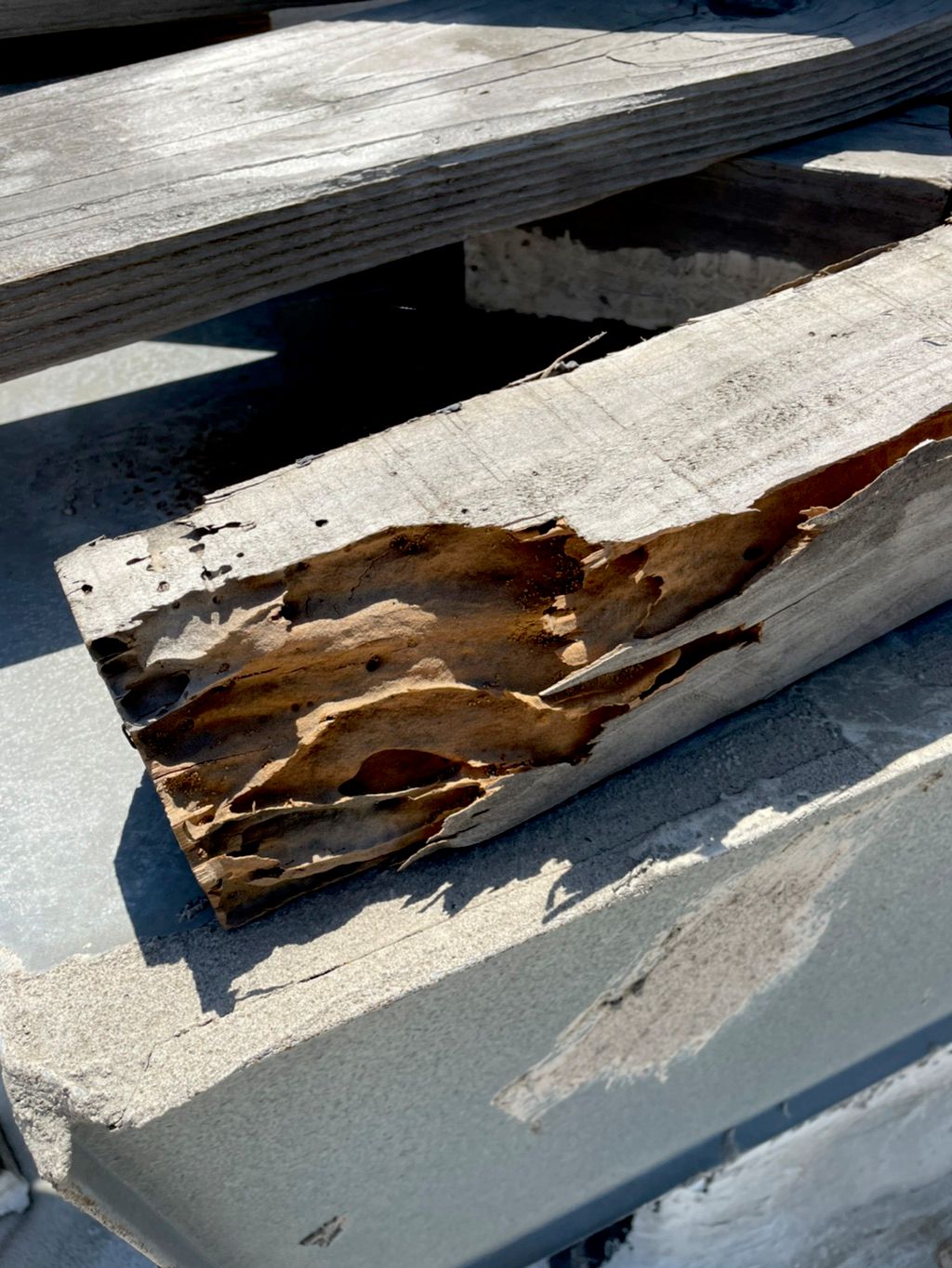 Drywood termites on top of a shopping center In Co