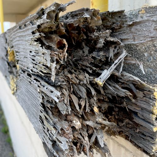 Drywood termites eating loading dock barrier on ou