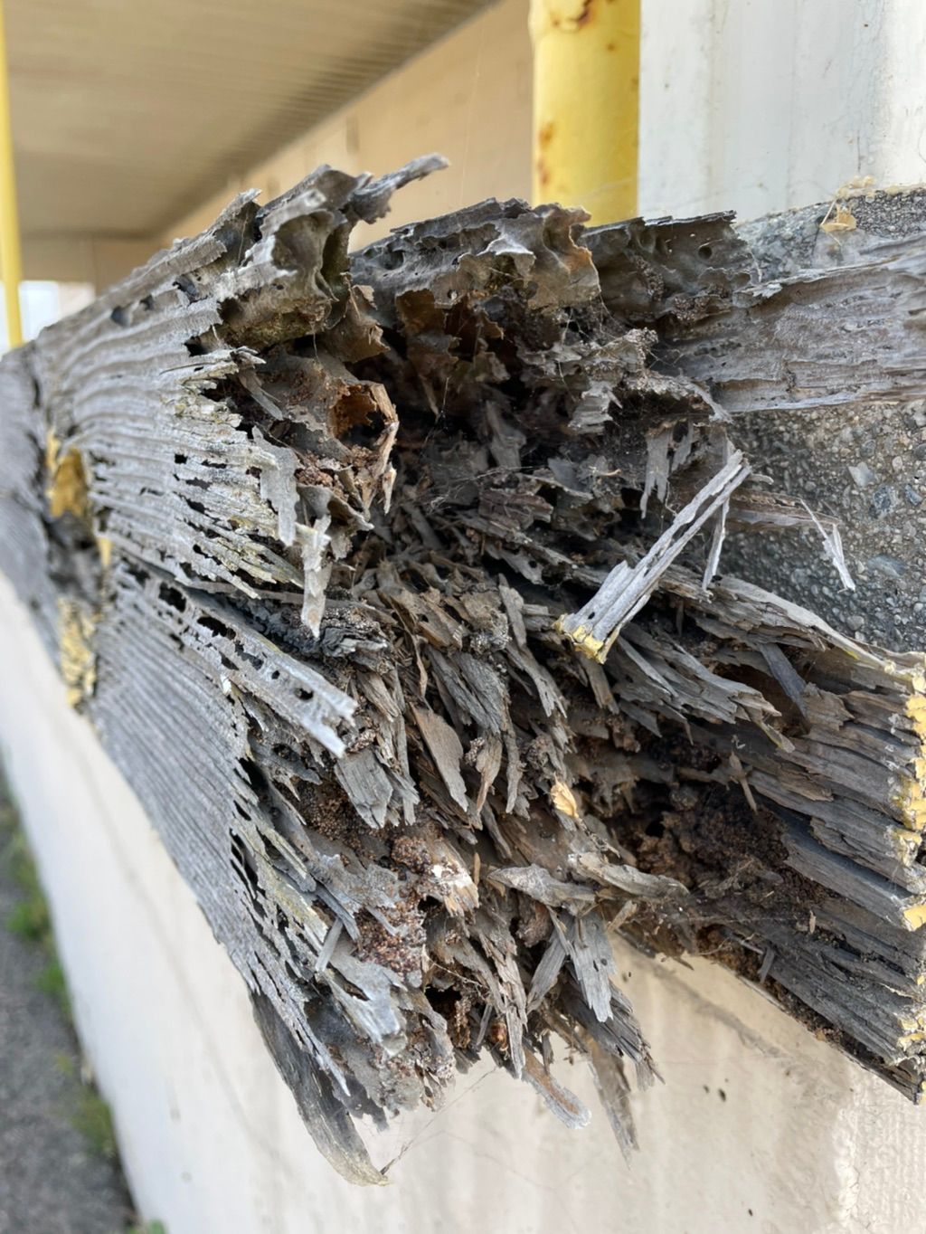 Drywood termites eating loading dock barrier on ou