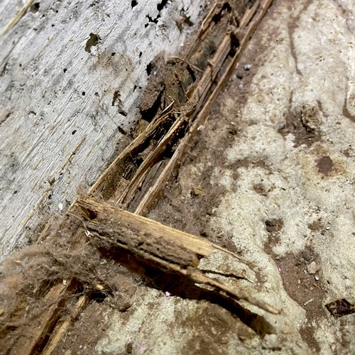 Subterranean termites in sub area 