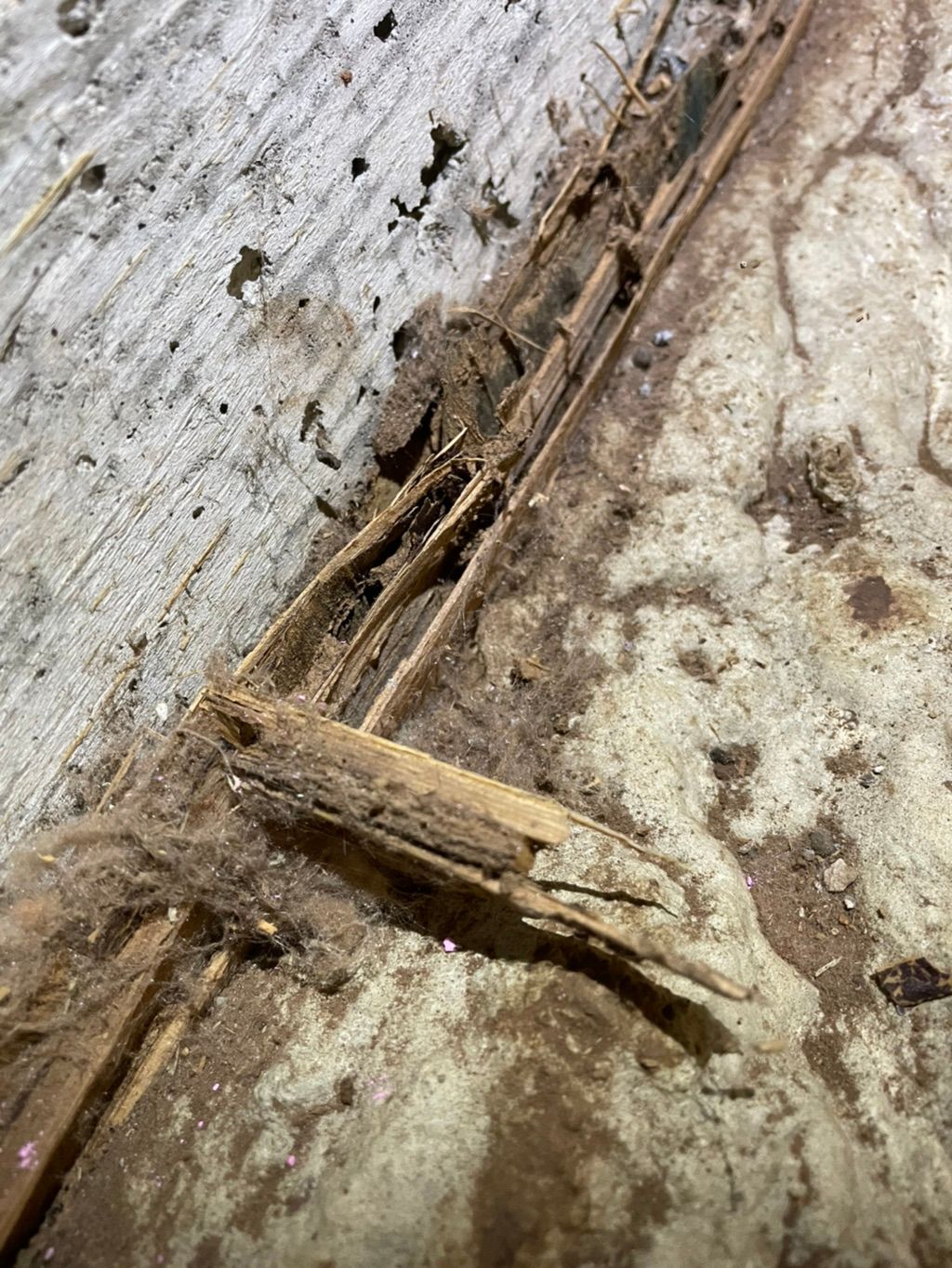 Subterranean termites in sub area 