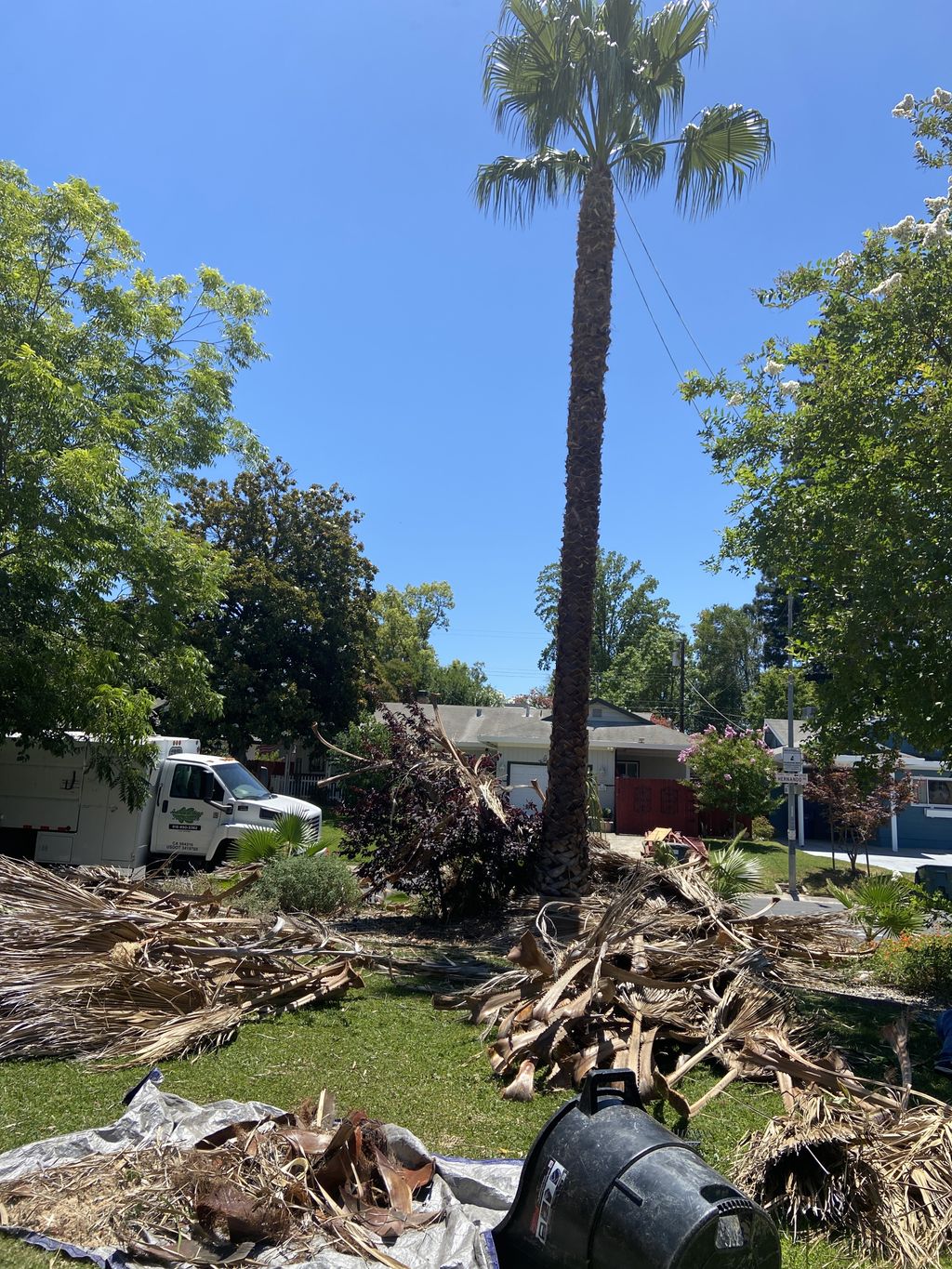 Tree Trimming and Removal