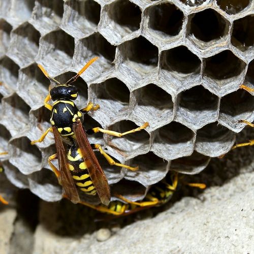 paper wasps