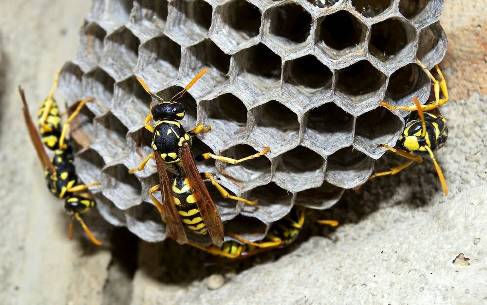 paper wasps