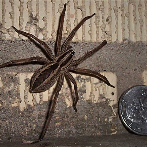 wolf spider, very common to see and the reason for