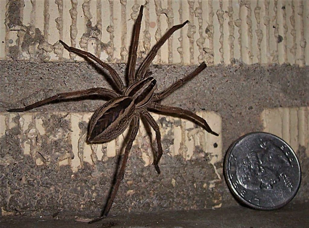 wolf spider, very common to see and the reason for