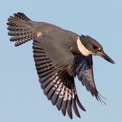 Avatar for Howard Home Improvements, LLC