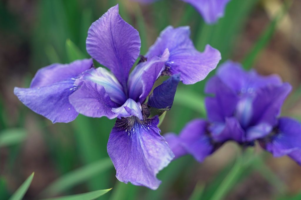 Iris in Chester