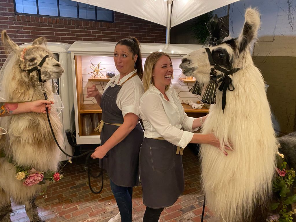 Llamas at wedding?!