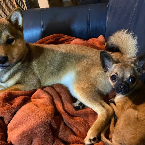 Heart Of A Dog | Marietta, Ga | Thumbtack