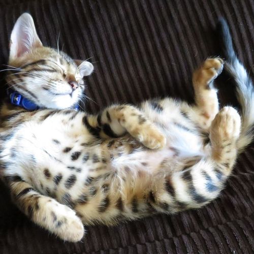 My spoiled bengal cat as a kitten