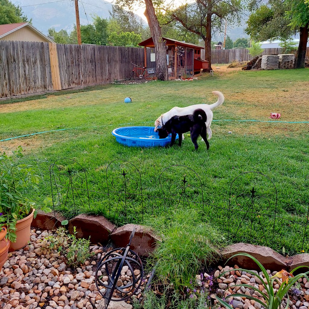 Pet Boarding