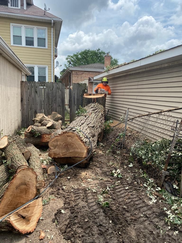 Tree Trimming and Removal