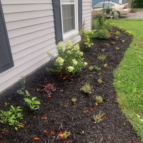 They installed this beautiful mulch bed with a pro