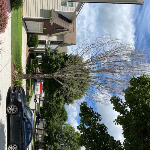 We needed a dead tree removed. Blue Jay Tree Servi