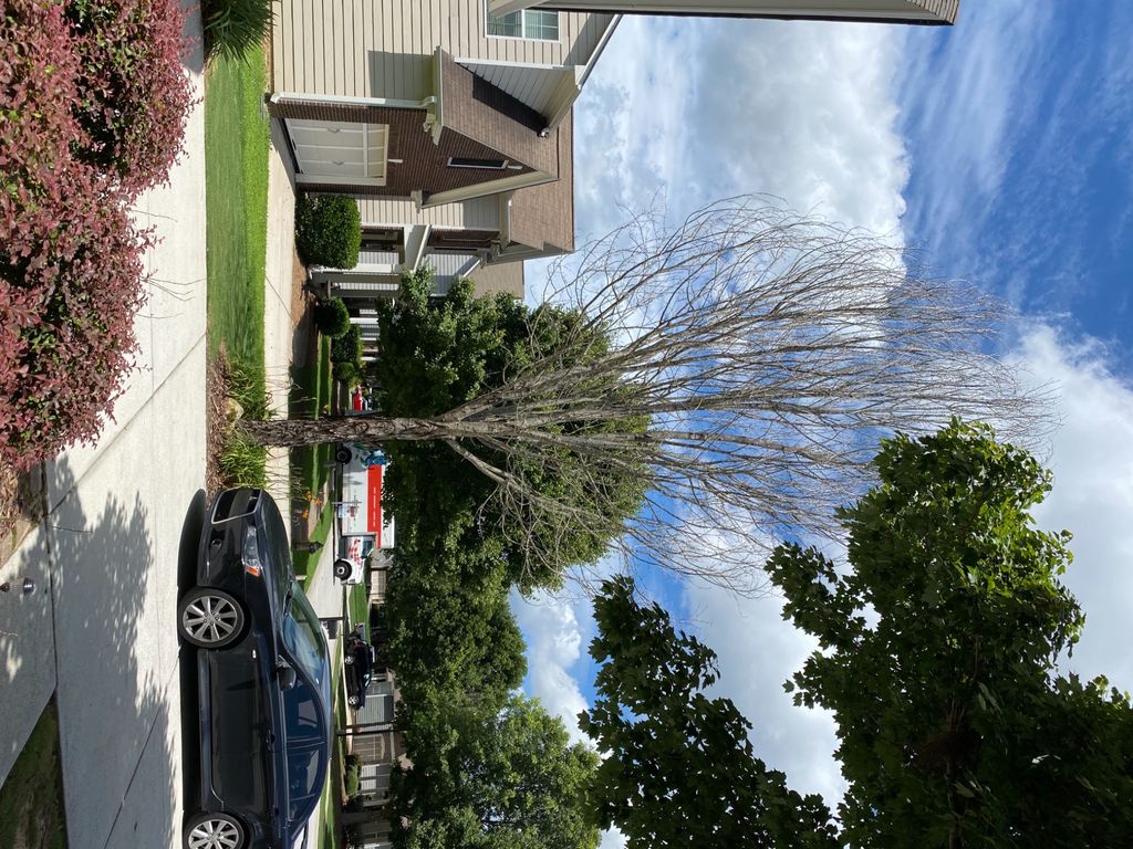 We needed a dead tree removed. Blue Jay Tree Servi