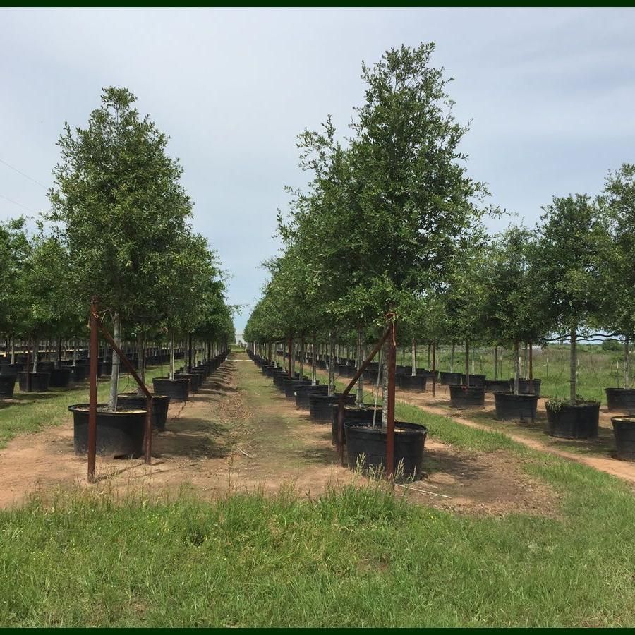García Trees X Sales
