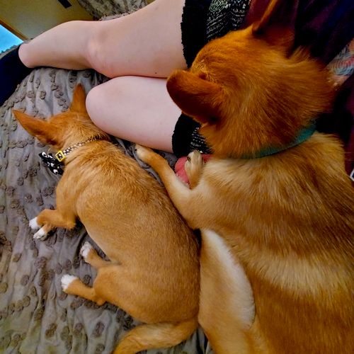 Lala & Milo 💕 huge cuddle bugs
