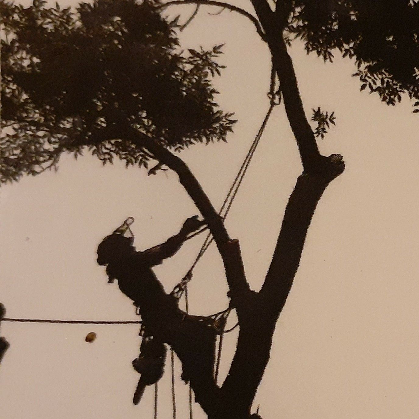 Molina Tree Services Memphis, TN Thumbtack