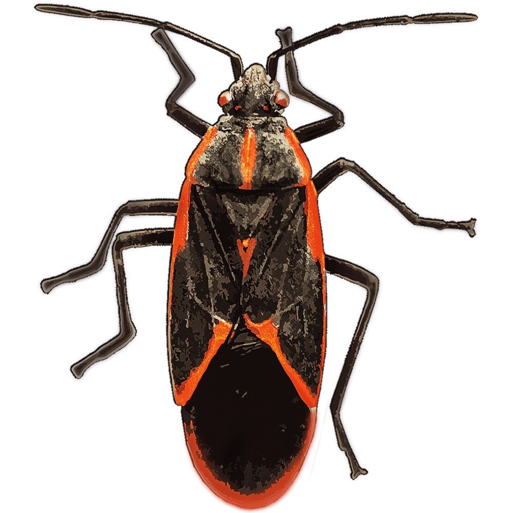 BugXter Pest Services