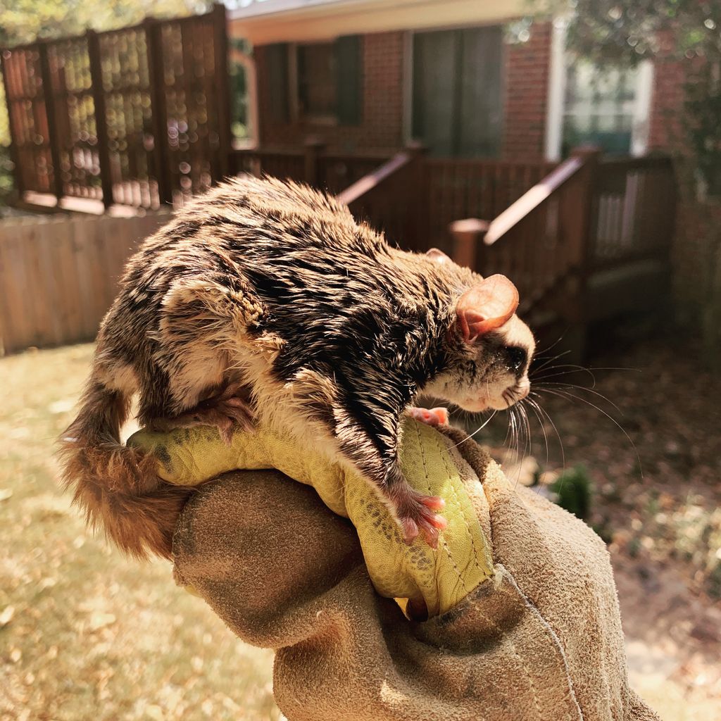 Flying Squirrel captured in a customers attic. 