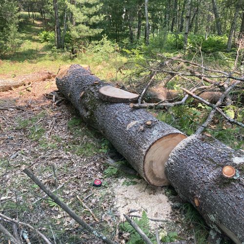 27 inch wide log I cut in half