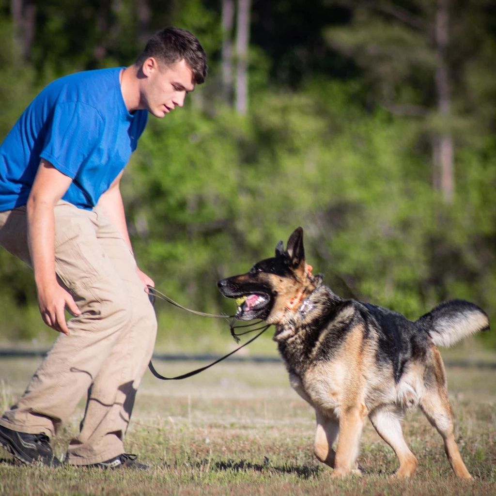 The Matson Pack Dog Training