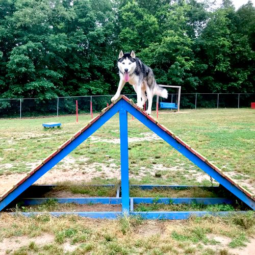 Husky learning agility