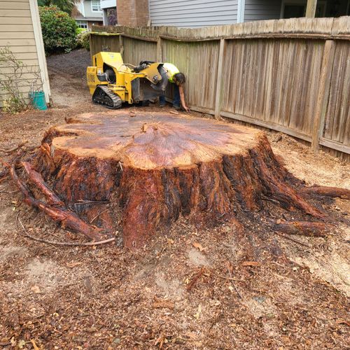 Tree Stump Grinding and Removal