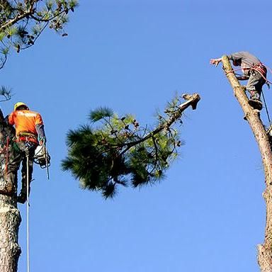 Tree Pros Greenville