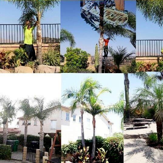 M&E Trees & Lawn services