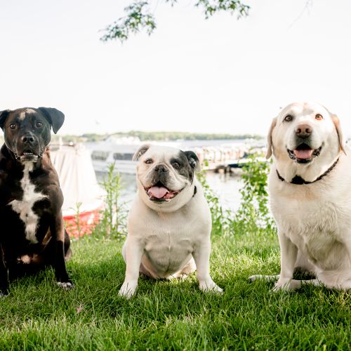  Fetch! Pet Care Owners Pups Dewy, Lily, and Bella