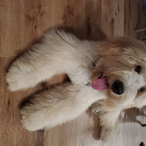 Having raised and trained multiple Goldendoodle Th
