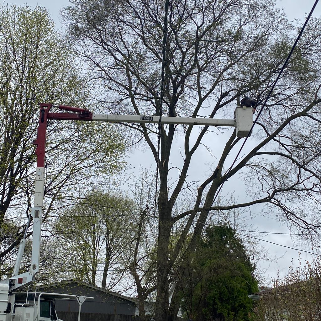 Jose’s trees inc