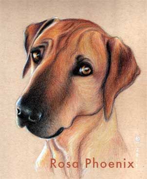 colored pencil dog portrait