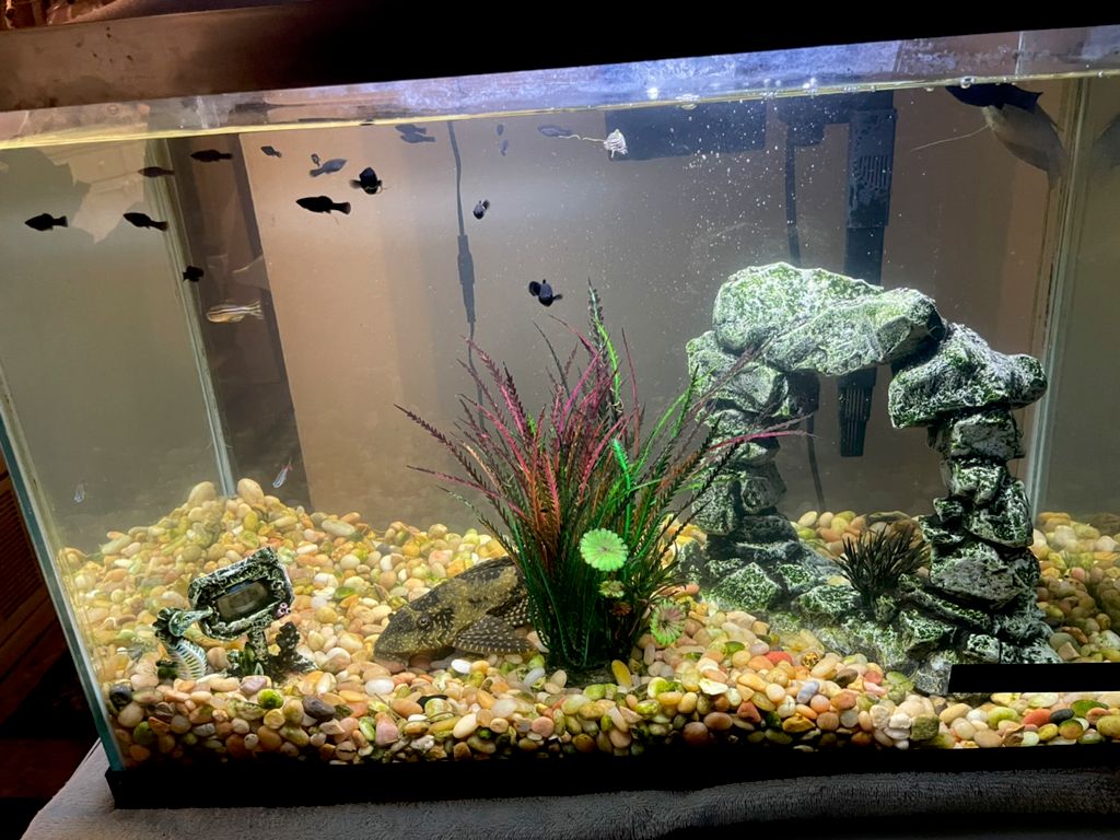 Customer photos