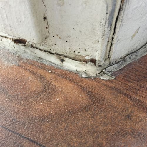 Found Bed Bug feces and Bed Bugs on baseboard with