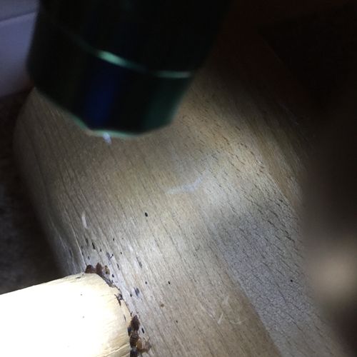 Found Bed Bug infested wooden hammer