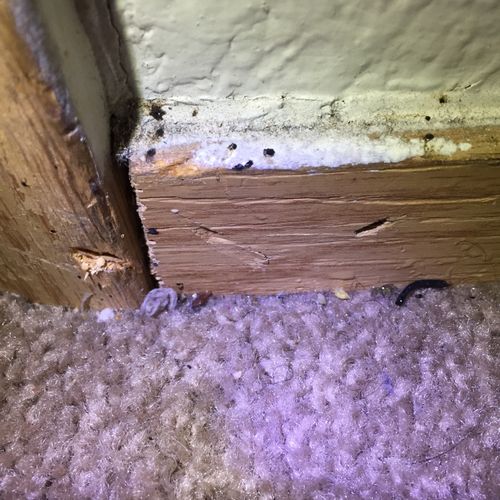 Found Bed Bug feces and Bed Bug on baseboard.