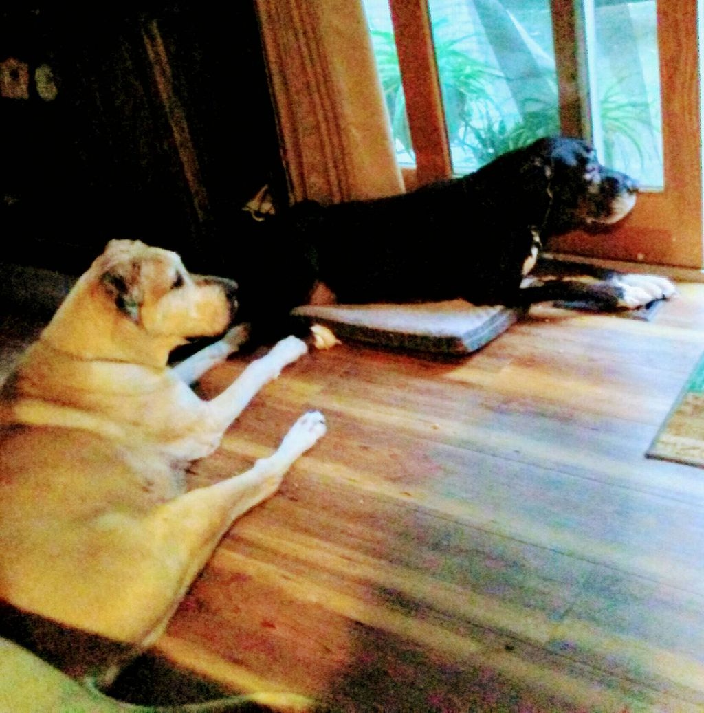 Great Danes Saga & Odin
