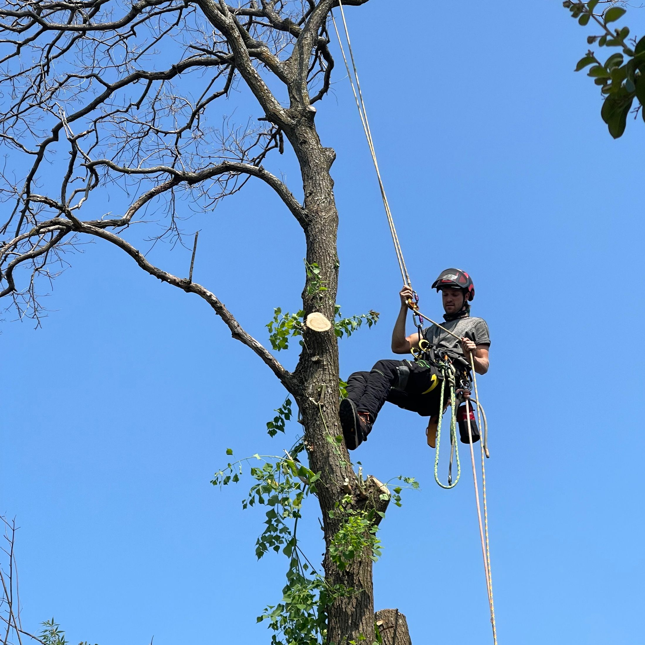 Scott’s Tree Service Dallas, TX Thumbtack